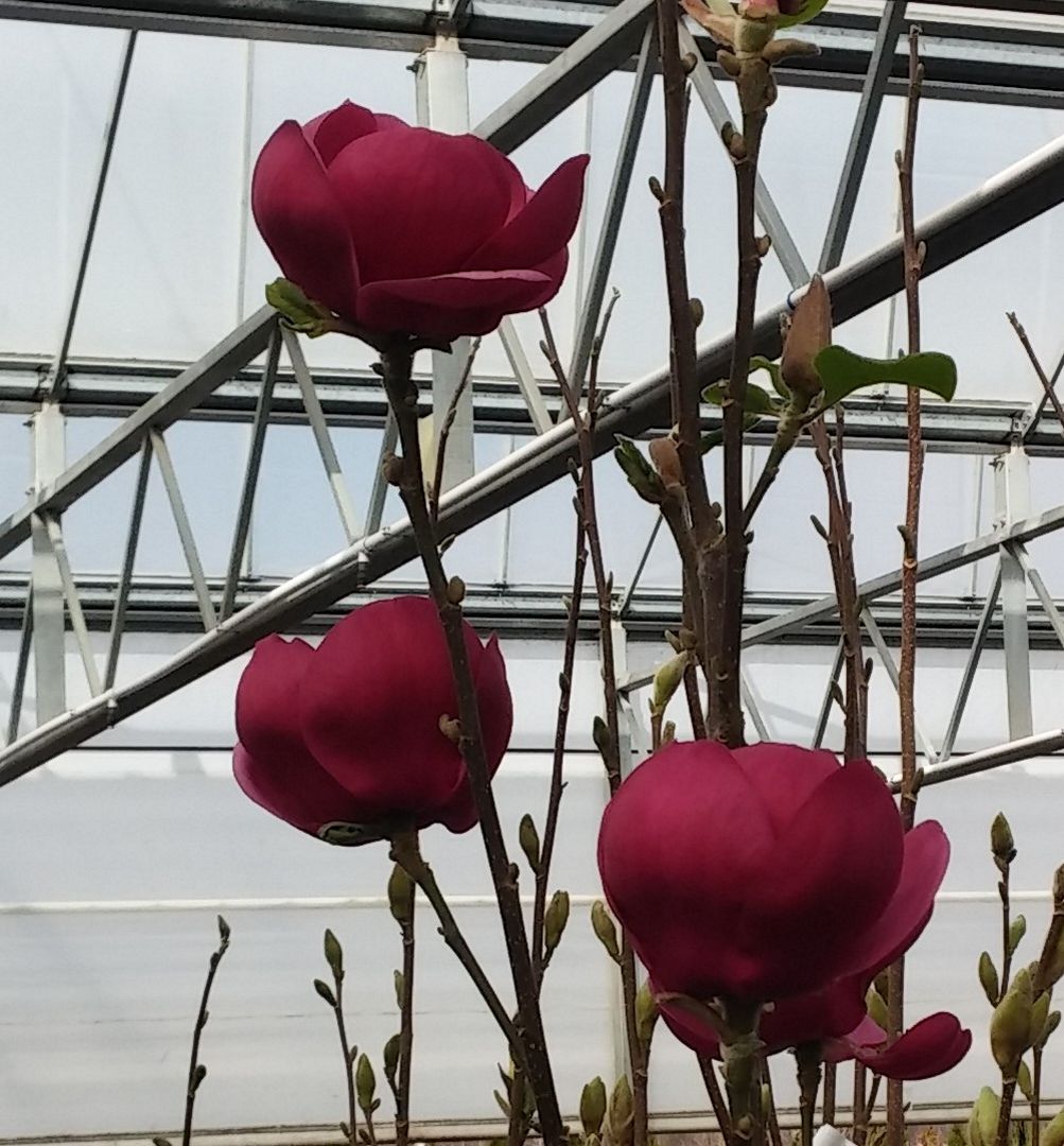 Black Tulip Saucer Magnolia Tree Form Natorp's Online Plant Store